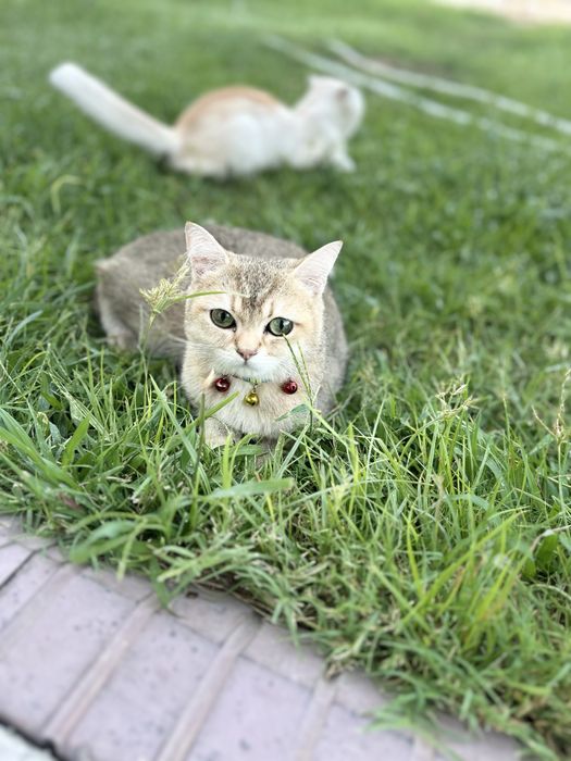 Пародистая кошка