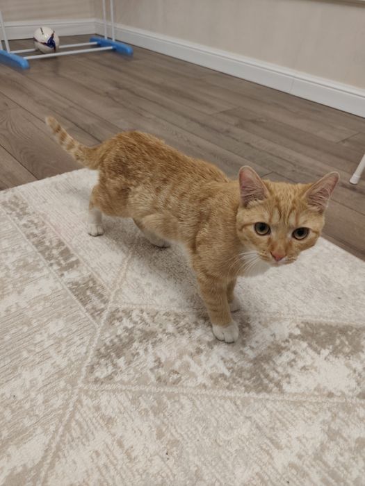 Отдам кота в хорошие добрые руки.