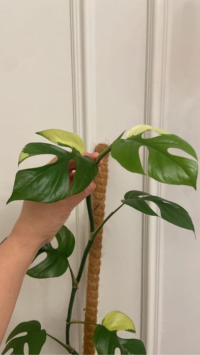 Монстера Рафидофора тетрасперма вариегатная