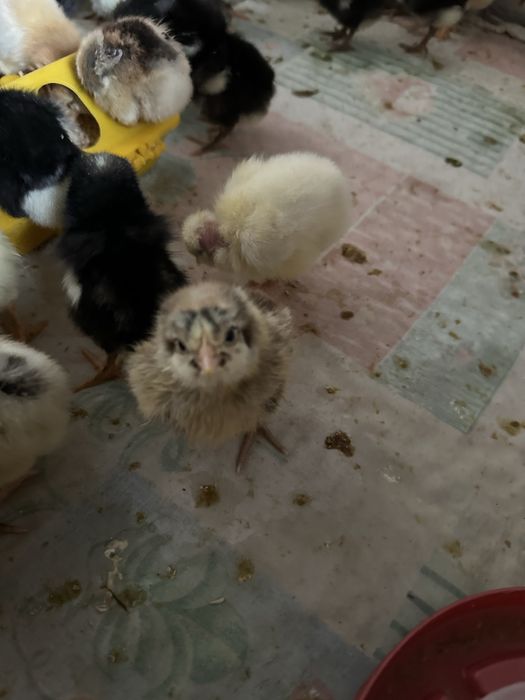 Продам суточных цыплят