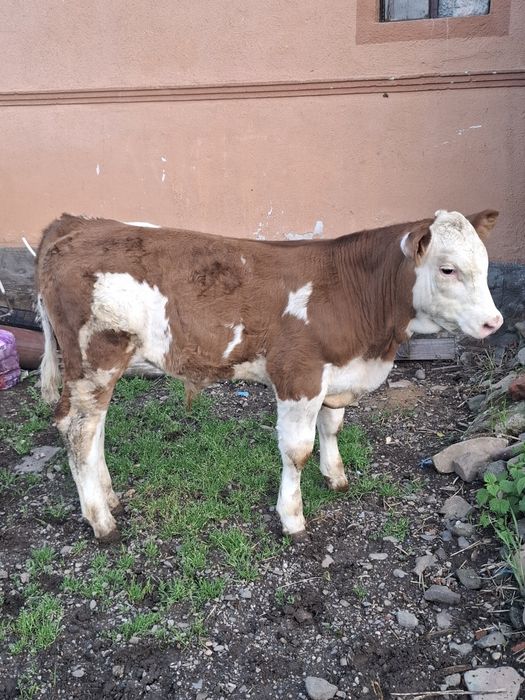 Vând un vițel baltat