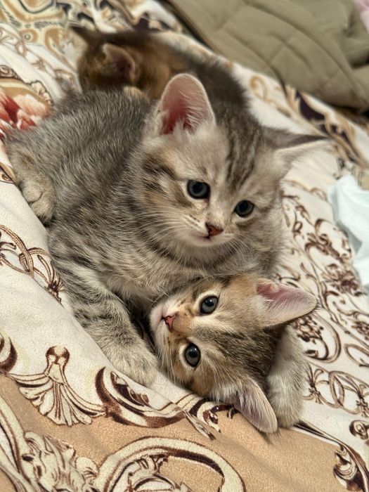 Британские прямоухие котята