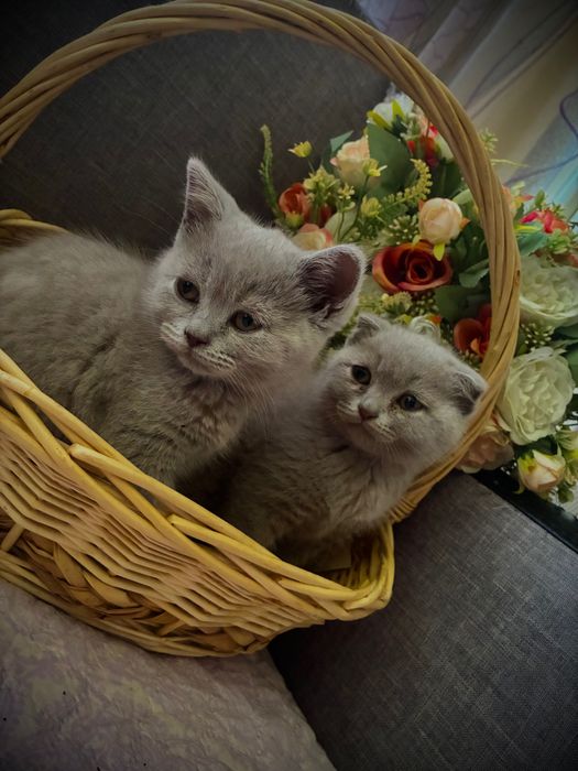 Малки клепоухи пухчета