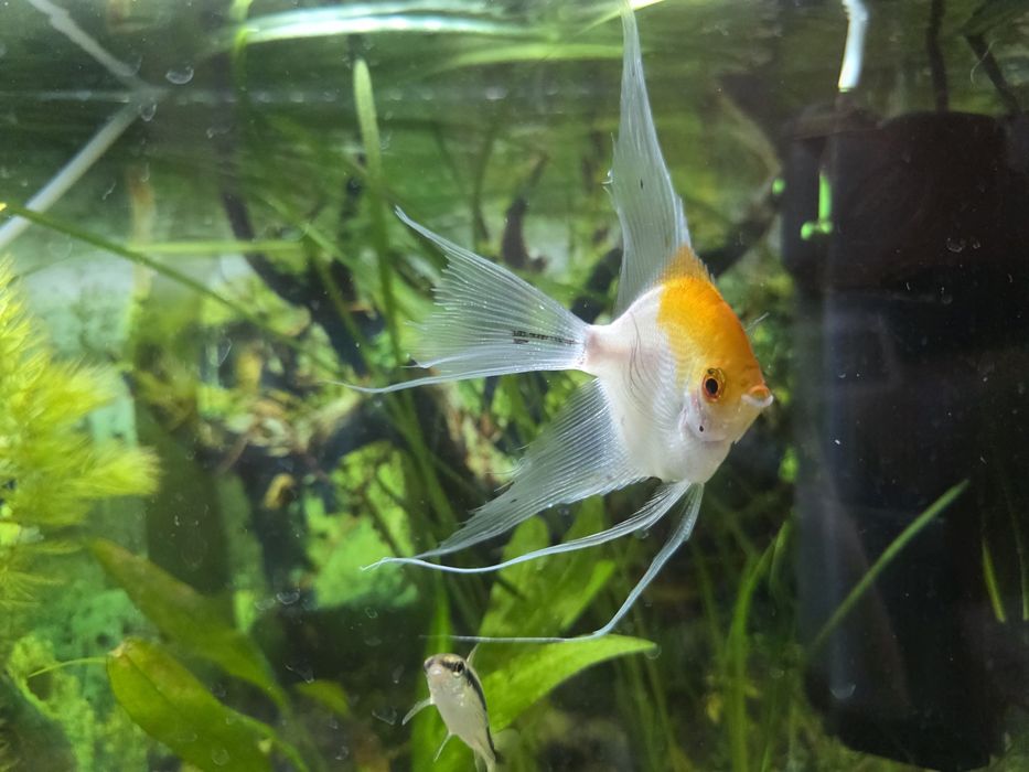 Vand  o pereche de scalari