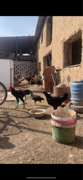 Дакан чолпан сатлады август