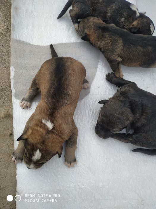 Отдам собачек в хорошие руки