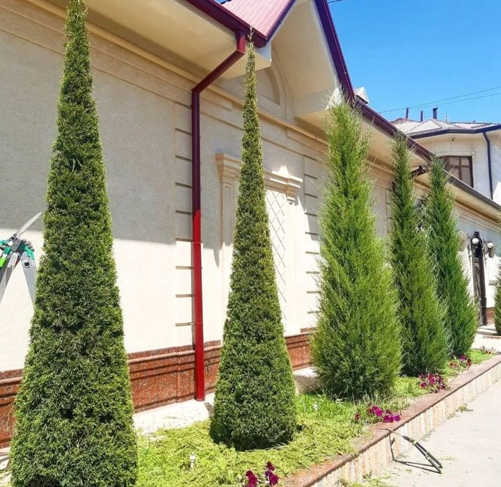 Archalarga mevani daraxtlarga gullarga shesib shakllar qilib beramiz :