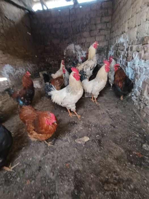 30 тауық 30 Әтеш +-