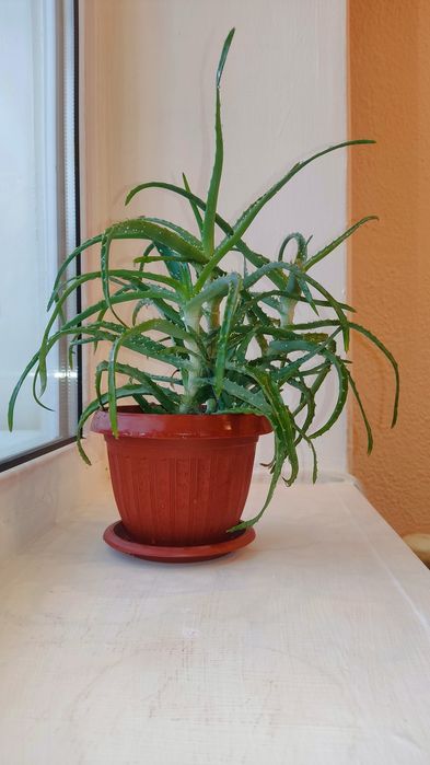 Продам комнатные растения