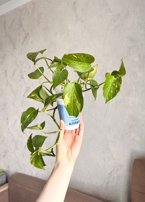 Эпипремнум, Растение очищает воздух