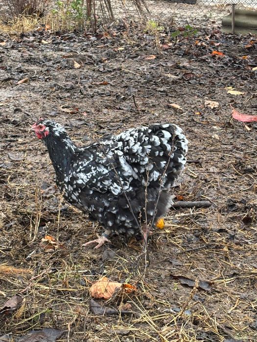 Orpington bobat 2024 si 2025