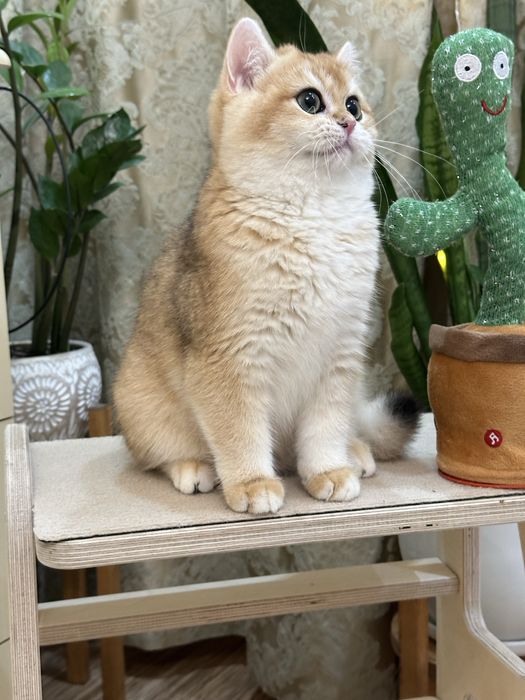 Шиншилла золотая