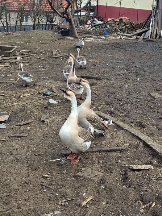 Disponibile oua pt. Incubat de gâsca și rată moțată.