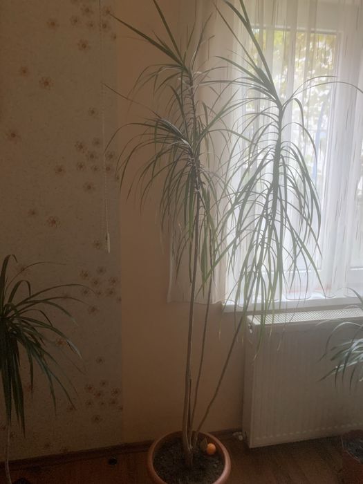 Floare Dracaena ,ghiveci