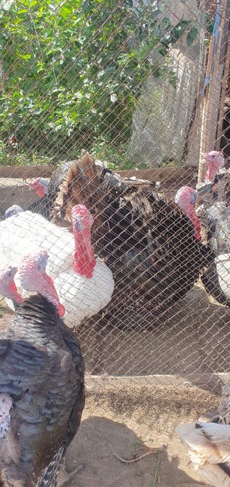 Индюки, индюшата