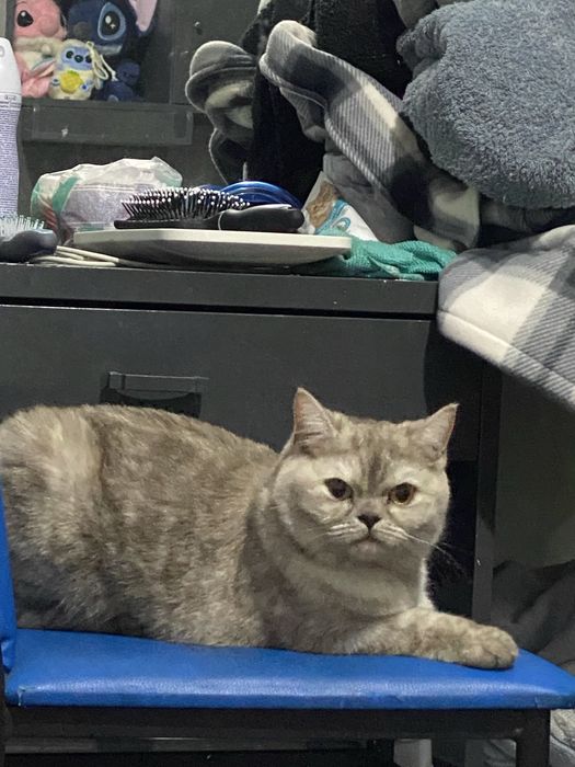 Срочно отдам кошечку в добрые руки