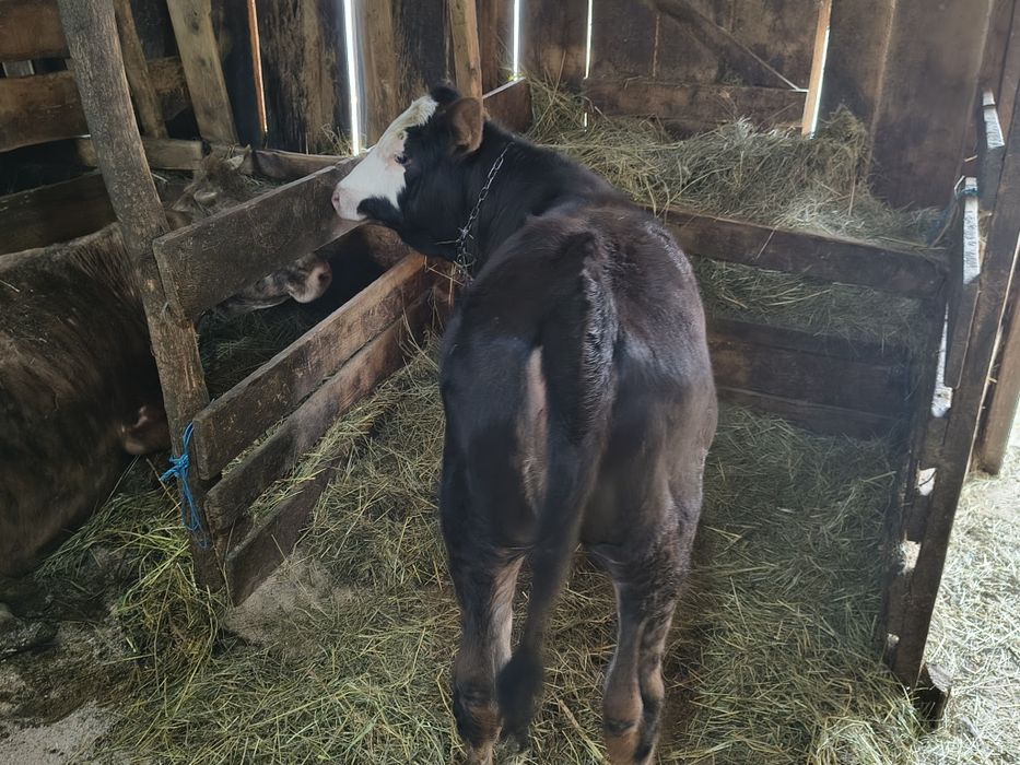 Vind o vițică de 4 luni jumate frumoasă