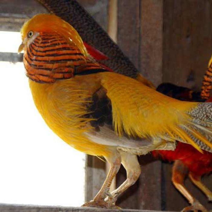 Фазаны разных видов.