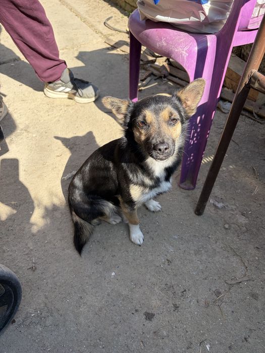 Подарявам дребни кученца