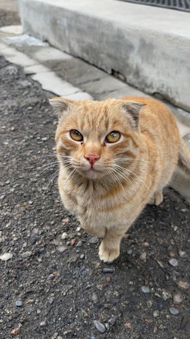 Отдам кота в добрые руки