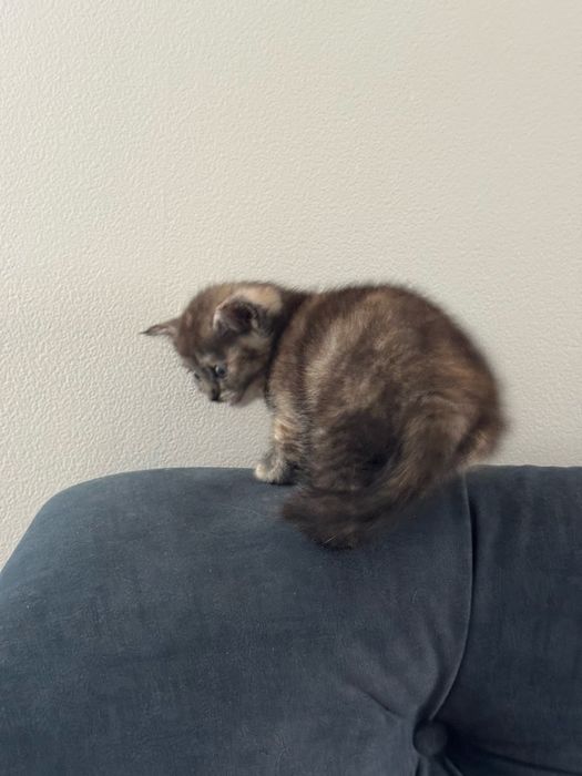 Котенок в добрые руки