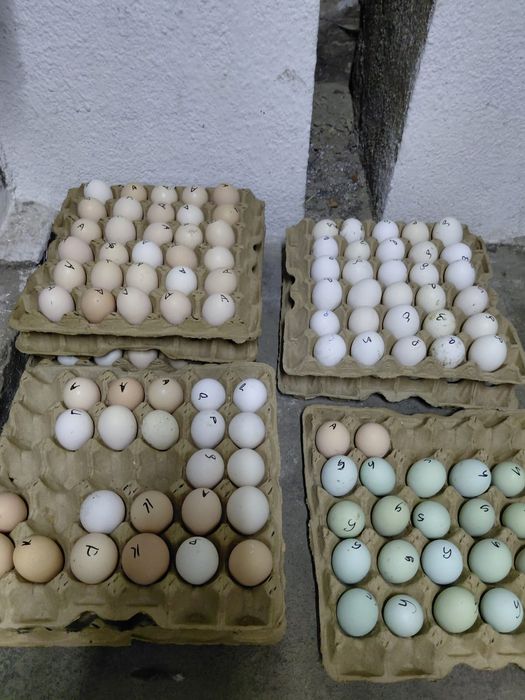 Продам домашнее яйца