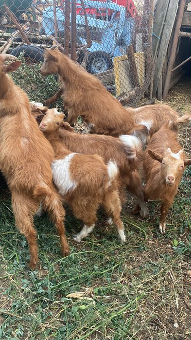 Vând 4 iezi ( 2fete +2baieti) si o mieluță,
