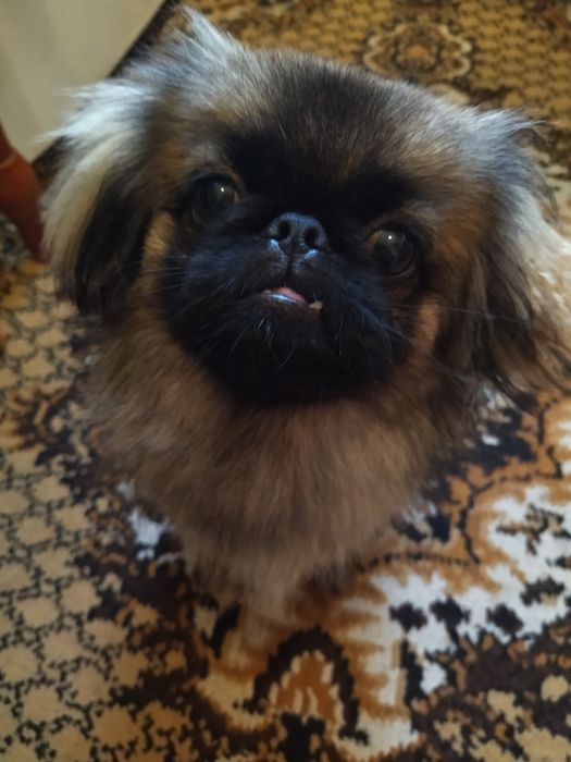 Пекинес мальчик.