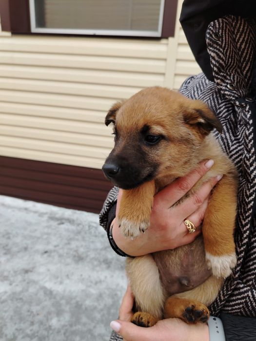 Отдам щенков бесплатно