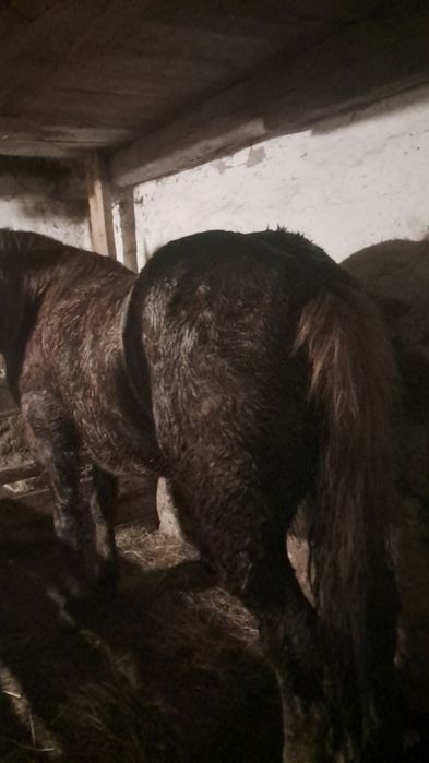 de vinzare cal castrat