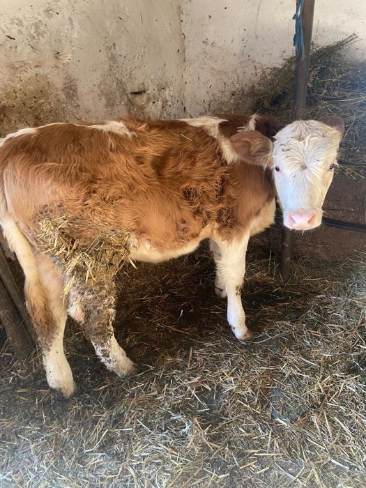 Se vinde o vitea de baltat