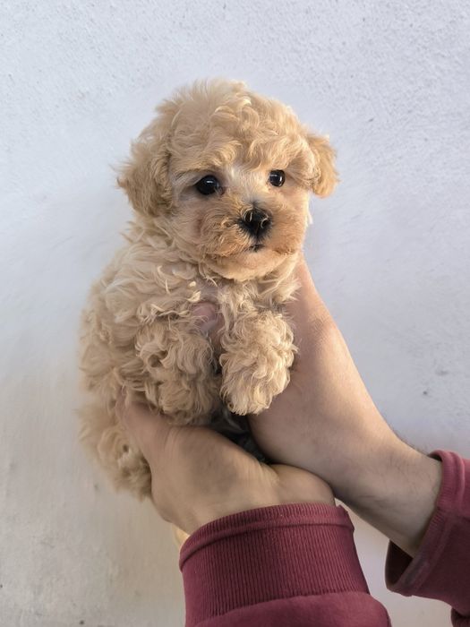 Vand fetita maltipoo minitoy