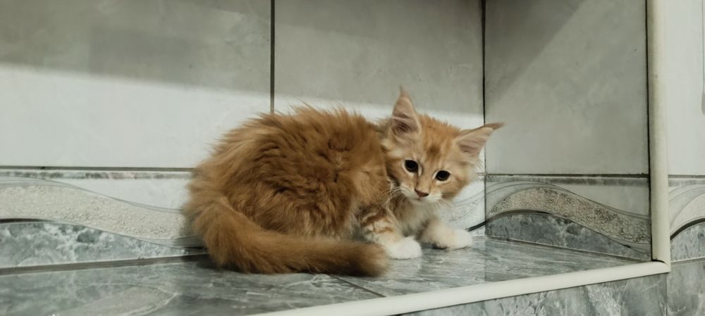 Котята Мейкунята