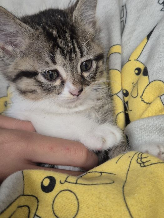 Отдам в хорошие руки домашних, умненьких и хорошеньких котят 2  месяц