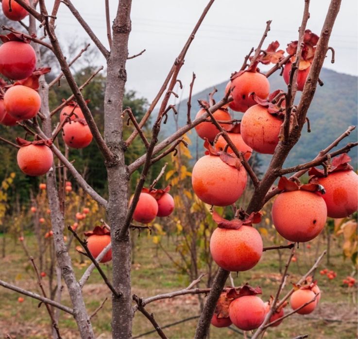 Kaki Nikita’s Gift