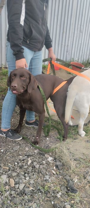 Продам щенка лабрадора ретвиллера