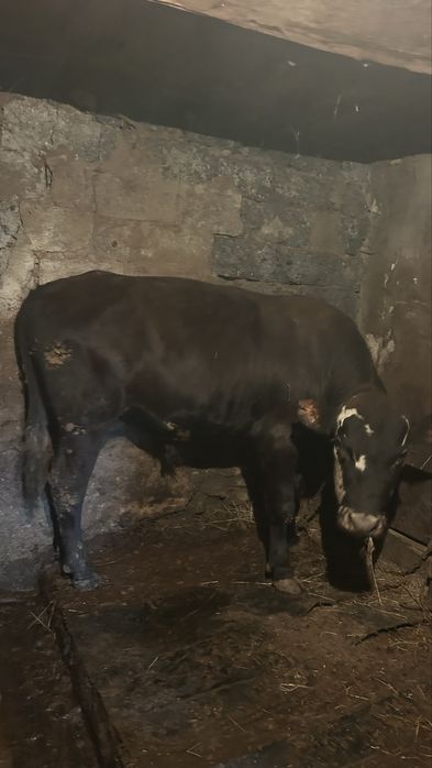 Откорм бычоки продам