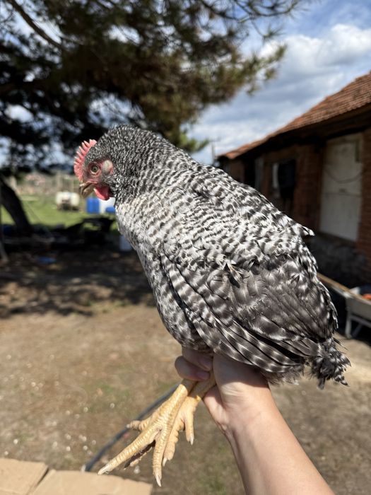 Ярки и петли супер харко