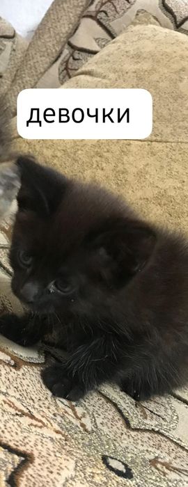 отдам котят в добрые руки