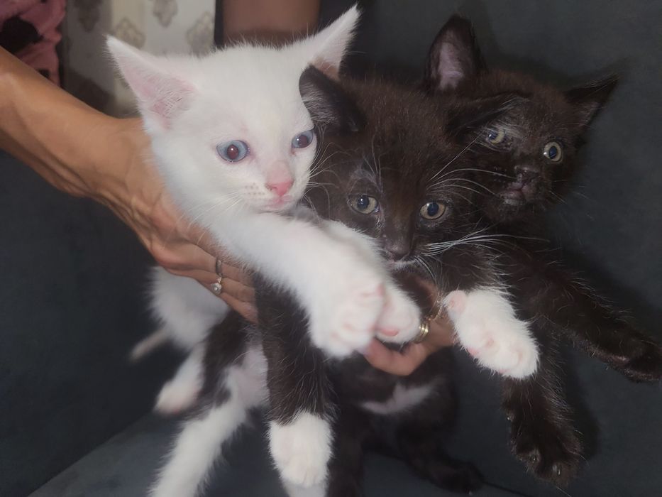 Отдам в добрые руки котят