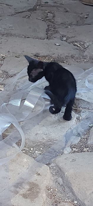 Подарявам Котета малки бебешоци