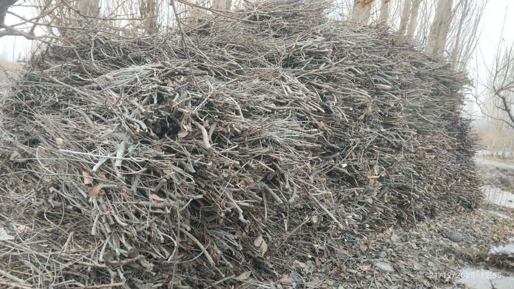 Quruq shox oʻtin sotiladi