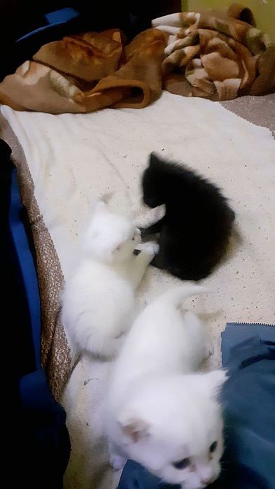 Котята даром в добрые руки