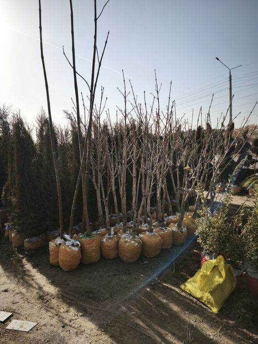 Daraxtlar va archalar gullar