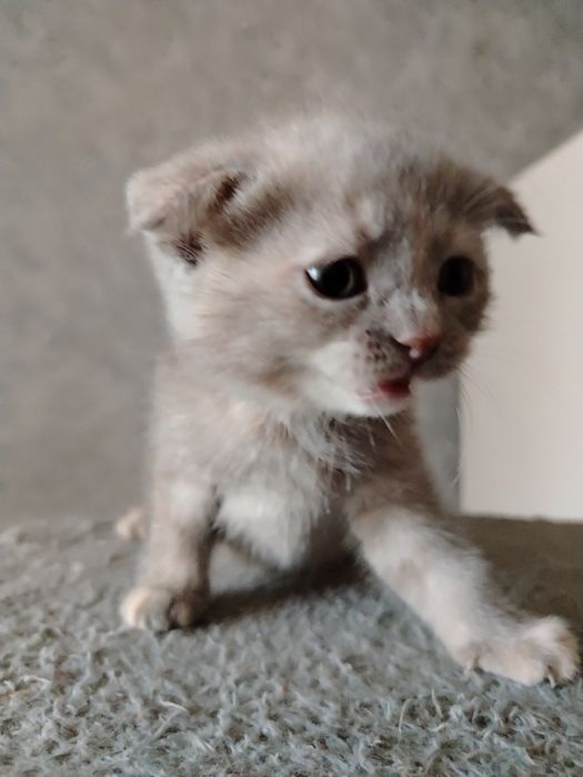Котята Скоттиш фолд