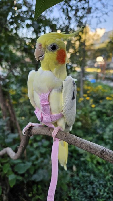 Кореллы попугаии птенцы