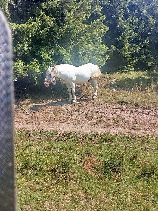 Vând cal frumos și