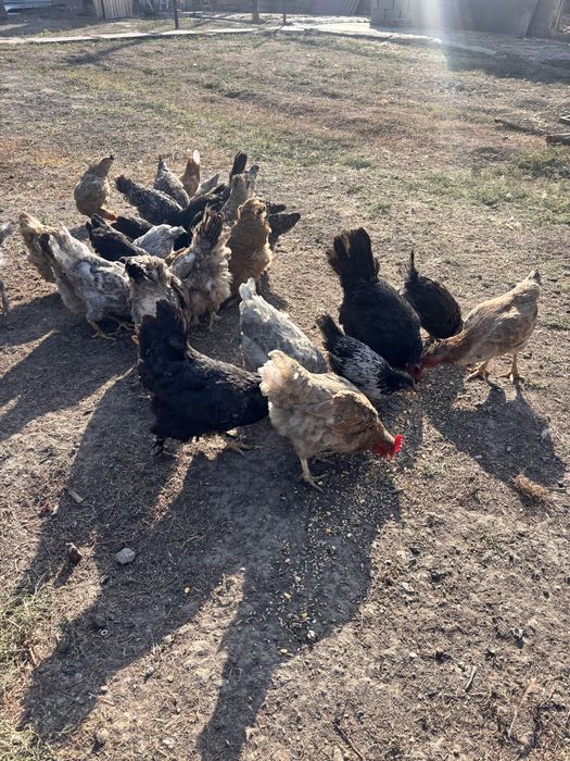 Продам домашних кур