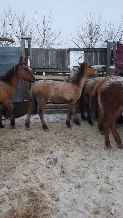 Жабағы сатылады откормда тұр семіз