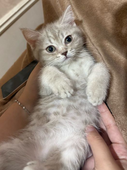 Продается породистый очаровательный котенок Scottish mushuk котята